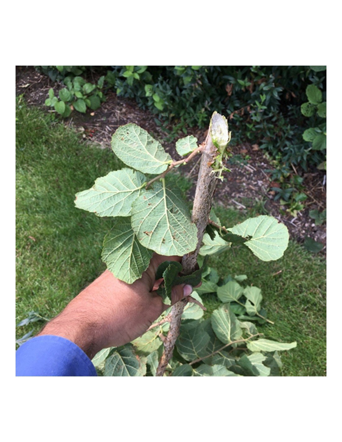 Boxer Hsc 160 - Taille-haie – Image 8